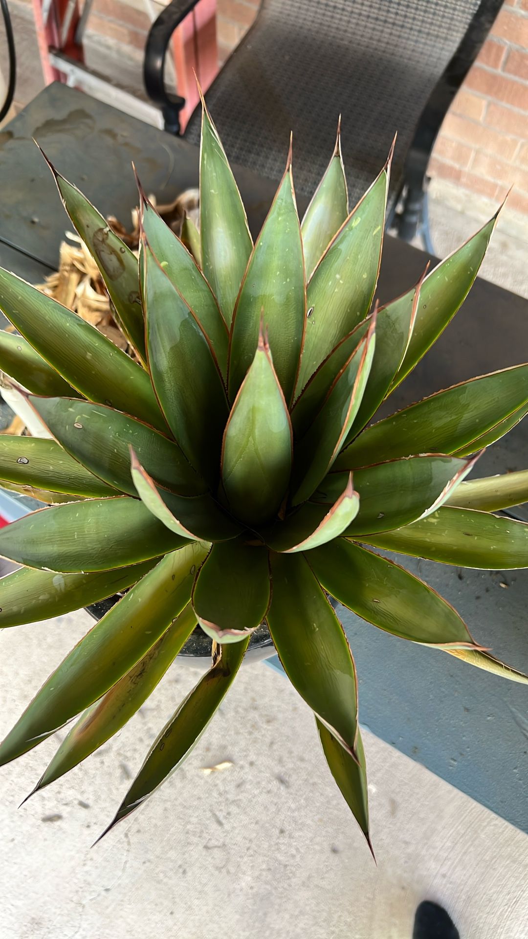 Agave with Pot