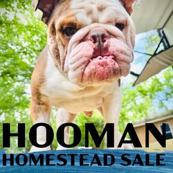 Homestead DIY SALE