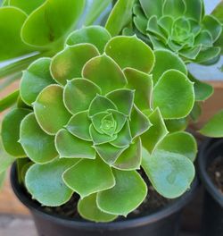 Aeonium Succulent plant  $6