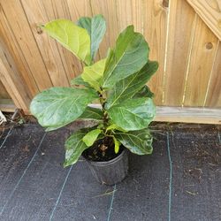 Fiddle Fig Leaf 