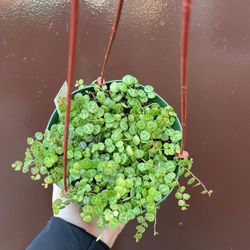 6” strings of turtles