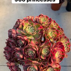 Aeonium Princess very big cluster
