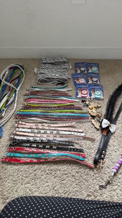 Dog Collar and Leash Bundle Lot