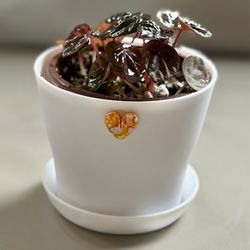 Peperomia Red Emerald in Plastic Pot