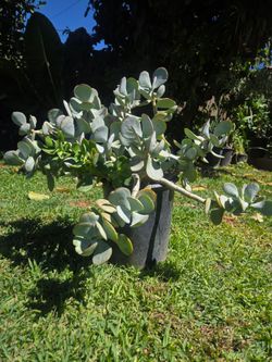 Large silver dolar jade plant