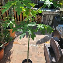 Carica papalla frutabomba Tree 6 Feet All Ready Whit Flowers 