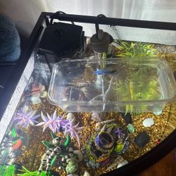 Top Fin 6 Gal Fish Tank With Filter,light,heater And Lid 