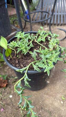 String of dolphins