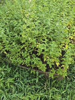 Mature Mint Plants 