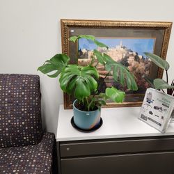 Monstera & Pothos in Ceramic Pot