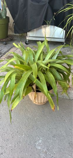 Potted Bromeliad Plant