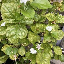 Jasmine Plant Big