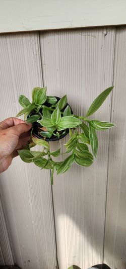 Tradescantia