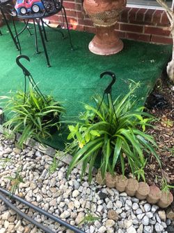 Plants For Sale