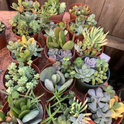 Succulents 