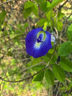 Blue Butterfly Pea Seeds (100+)