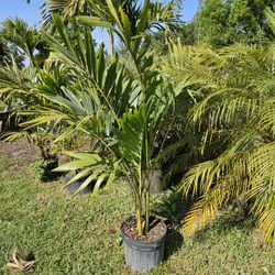 crhistmas Palms over 5 feet tall Instant  decoration double triple 