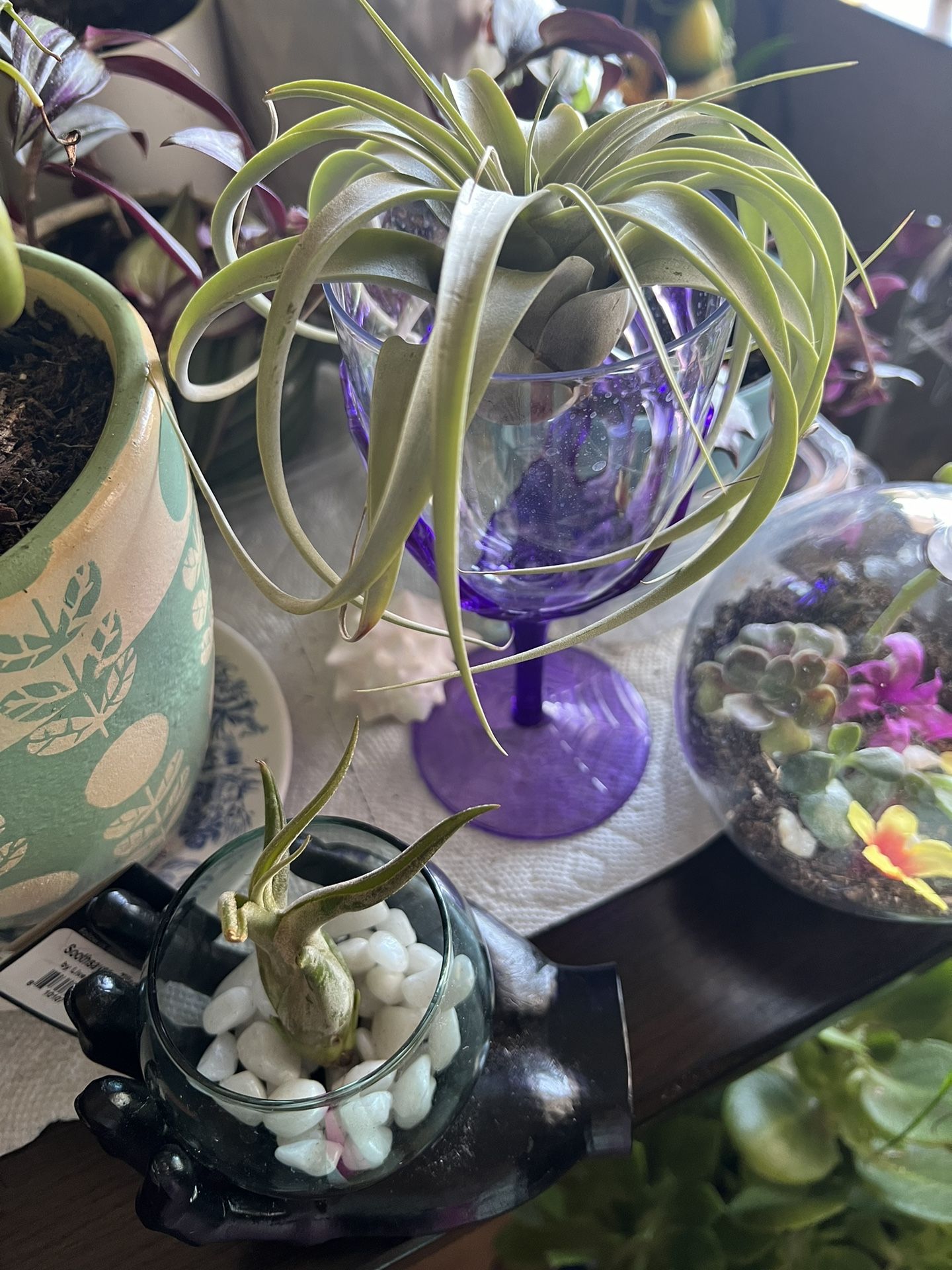 Gorgeous Air Plants with the holders on your choice
