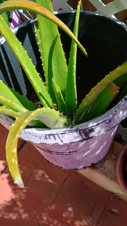 Aloe vera plant