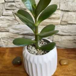 Succulent Jade Tree House Plant In 3.5"H Textured Pot.