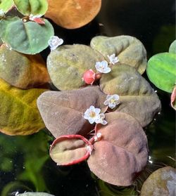 Red toot floaters fish tank plant aquarium plant