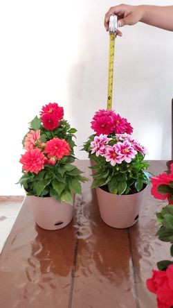 Plants for mother's day