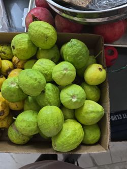 Organic homegrown guavas in Lodi