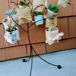 Succulent Party Favors #3 