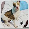 aguilar flores