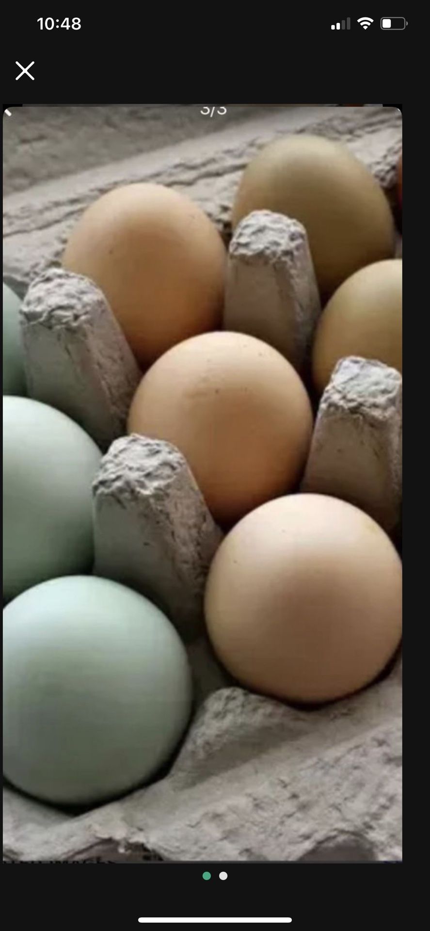 fertile chicken eggs 12 for $10 1 dozen
