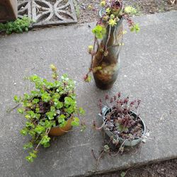 succulent decorations Pots or glas