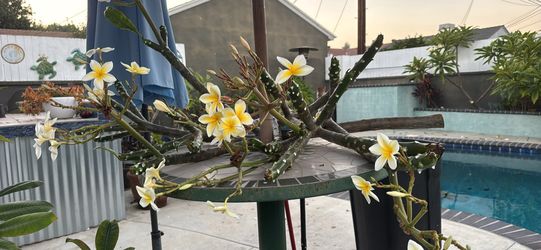 $10-$20 Plumeria Cuttings