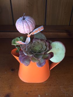 Harvest theme succulents