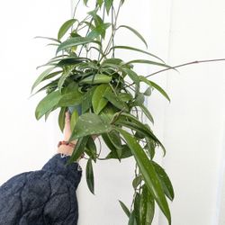 Hoya Publicalyx Splash Plant 6" Pot - Indoor House Plants 