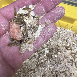 Reptile food - Mealworms, Dubia