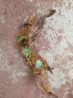 Driftwood w/ succulants