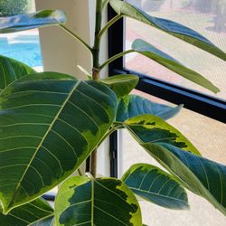 Altissima Potted Fig Plant 5’