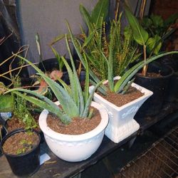 Aloe Vera Plants 🪴 