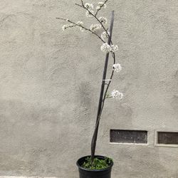 5ft Flowering Yoshino Cherry Tree