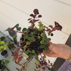 Potted Plant