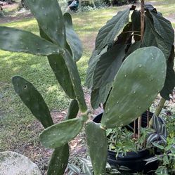 Large Prickly pear Cactus 2-3 Ft tall
