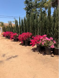 Bougainville 15 gal
