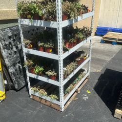 Shelves 