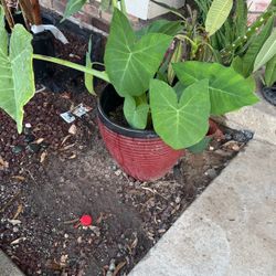 10 Gallon Plant