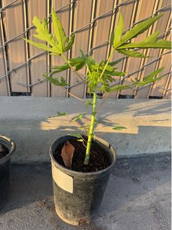 Hawaiian papaya