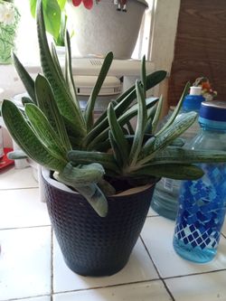 Plant