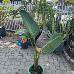 Bird Of Paradise 4 Feet