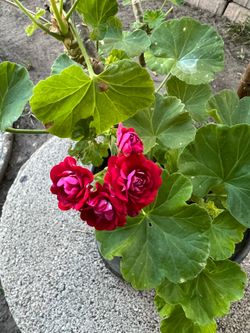Geranios Plants