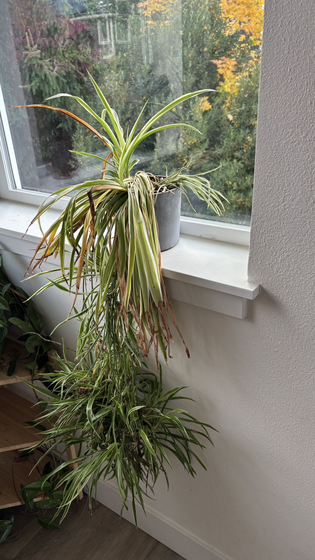 Spider Plant