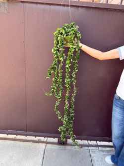 6” xxl Hoya compacta variegated